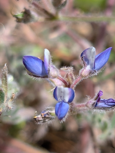 Lupinus concinnus, photograph 2
