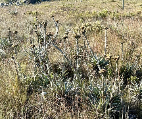 Proteopsis argentea