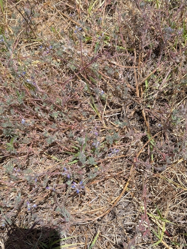 Lupinus concinnus, photograph 3