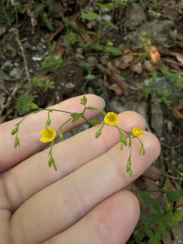 Linum nelsonii (Linum nelsonii)