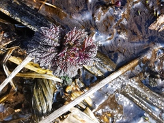 Urtica platyphylla