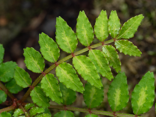 Zanthoxylum piperitum, photograph 1