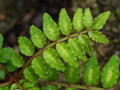 Zanthoxylum piperitum, photograph (c) Saryu Mae 前 朝琉, some rights reserved (CC BY)