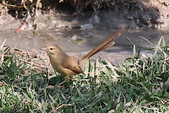 Prinia sylvatica