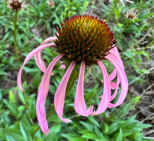 Echinacea laevigata, photograph 5