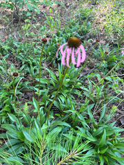 Echinacea laevigata, photograph (c) Ashwin Srinivasan, some rights reserved (CC BY)