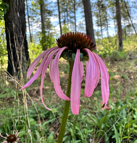 Echinacea laevigata, photograph 4