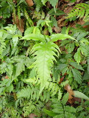 Tectaria phaeocaulis