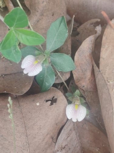 Blepharis maderaspatensis