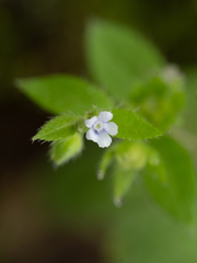 Bothriospermum zeylanicum, photograph (c) Saryu Mae 前 朝琉, some rights reserved (CC BY)