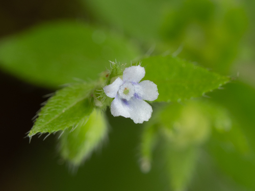 Bothriospermum zeylanicum, photograph 5
