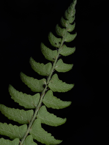 Woodsia polystichoides, photograph 6