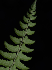 Woodsia polystichoides, photograph (c) Saryu Mae 前 朝琉, some rights reserved (CC BY)