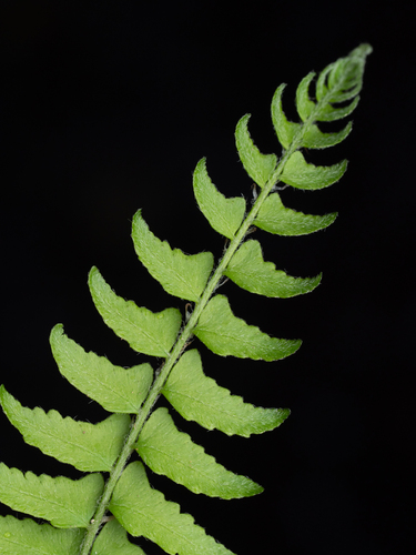 Woodsia polystichoides, photograph 5