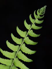 (c) Saryu Mae 前 朝琉, some rights reserved (CC BY) Woodsia polystichoides, photograph (c) Saryu Mae 前 朝琉, some rights reserved (CC BY)