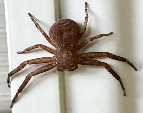 Sad Ground Crab Spider