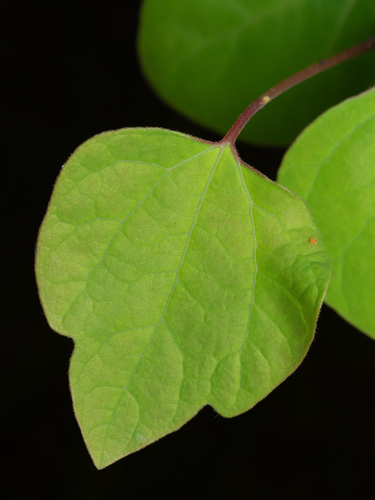 Lindera obtusiloba, photograph 1