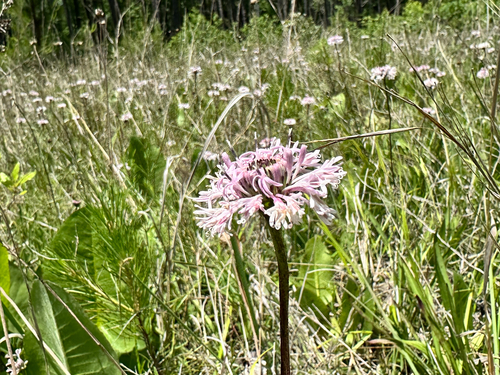 Marshallia legrandii, photograph 1