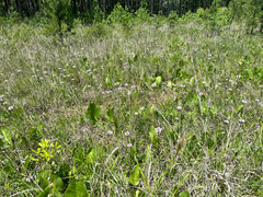 Marshallia legrandii, photograph (c) Ashwin Srinivasan, some rights reserved (CC BY)