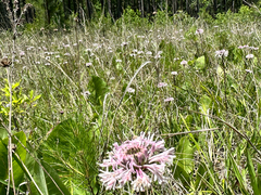Marshallia legrandii, photograph (c) Ashwin Srinivasan, some rights reserved (CC BY)