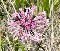Marshallia legrandii