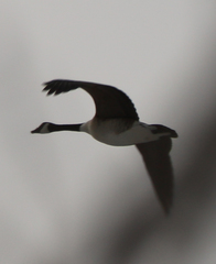 Branta canadensis