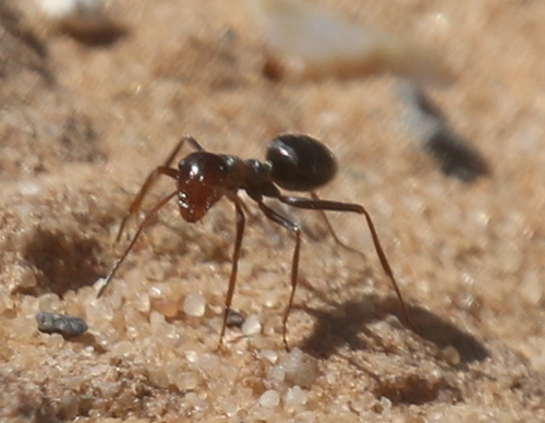 Myrmecocystus mimicus
