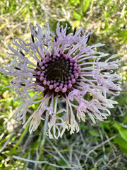 Marshallia legrandii, photograph (c) Ashwin Srinivasan, some rights reserved (CC BY)