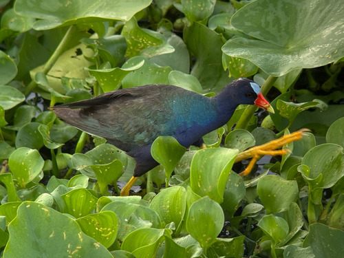 iNaturalist image
