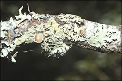 Austroparmelina pseudorelicina