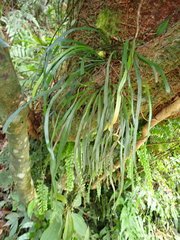 Haplopteris anguste-elongata