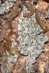 Halegrapha mucronata