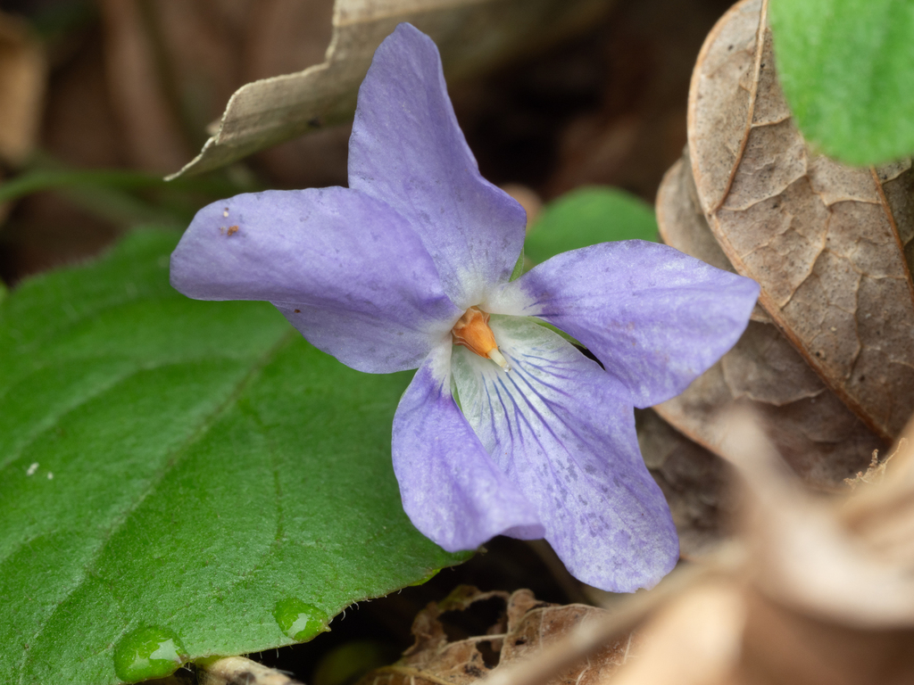 Viola grypoceras; photograph (c) Saryu Mae 前 朝琉, some rights reserved (CC BY)