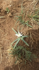 Leucocrinum montanum