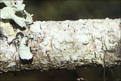 Pertusaria pertractata