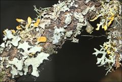 Teloschistes velifer