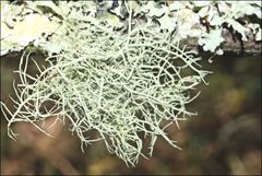 Usnea inermis