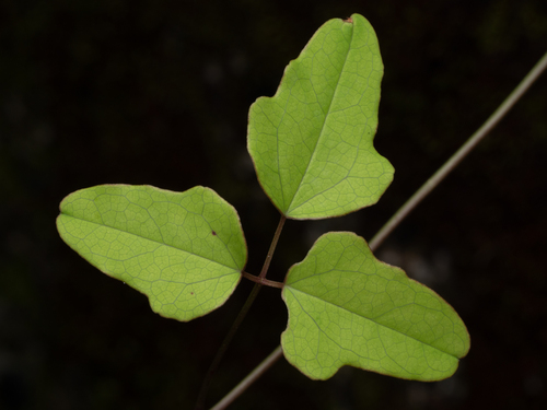 Akebia trifoliata, photograph 4