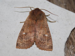 Eupsilia vinulenta