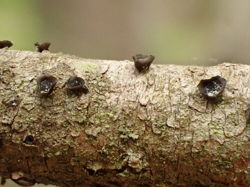 Ascocalyx abietis observed 2026-05-29