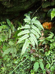 Arachniodes rhomboidea