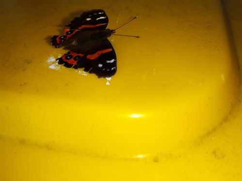 New Zealand Red Admiral
