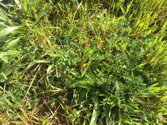 Acaena pinnatifida californica