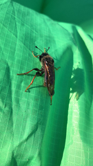 Trichiosoma triangulum