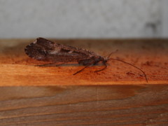 Glyphopsyche irrorata
