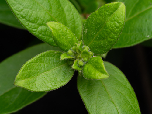 Japanese honeysuckle (Lonicera japonica)