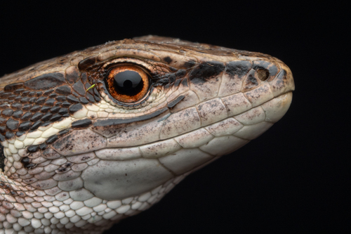 Japanese Grass Lizard, Takydromus tachydromoides