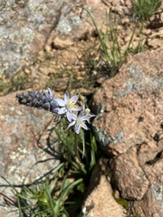 Camassia scilloides