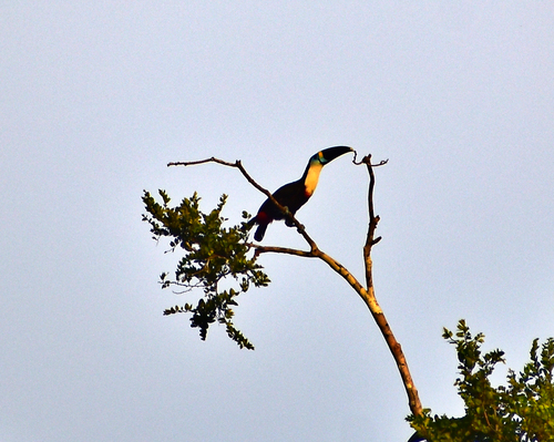 White-throated Toucan (Ramphastos tucanus), photo 5