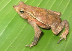 Rhinella proboscidea